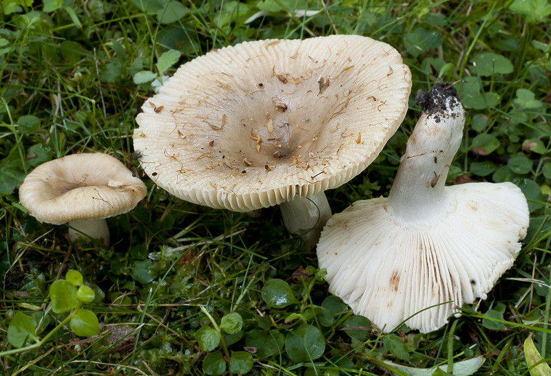 Russula recondita